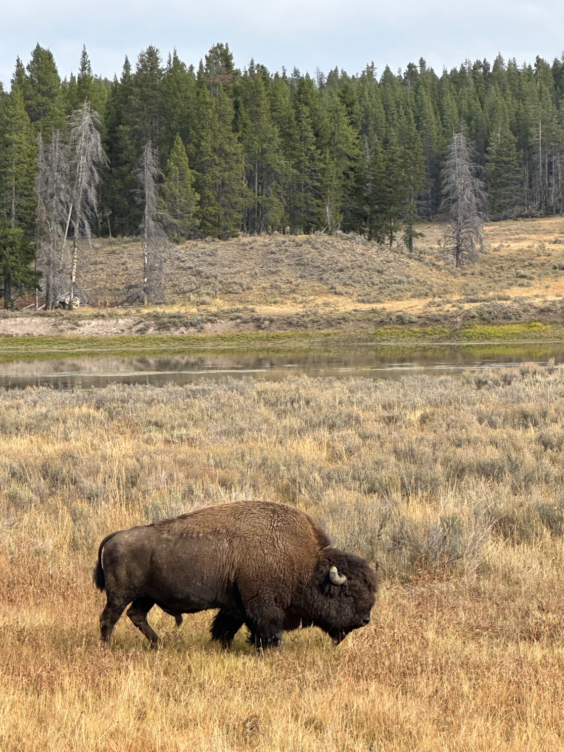 Kako se zaljubiti u Ameriku